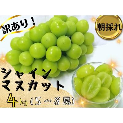 ふるさと納税 津山市 【2026年先行受付】訳あり岡山県産シャイン