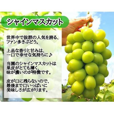 ふるさと納税 津山市 【2026年先行受付】訳あり岡山県産シャイン