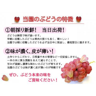 ふるさと納税 津山市 【2026年先行受付】訳あり岡山県産シャイン