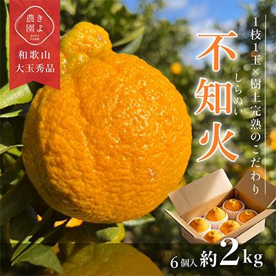 ふるさと納税 かつらぎ町 先行受付 不知火 希少な樹上完熟! 秀品大玉 6個入