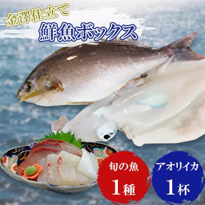 ふるさと納税 五島市 五島市産旬の魚1種とアオリイカ1杯セット[金沢鮮魚]