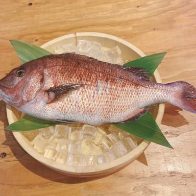 ふるさと納税 沼津市 沼津産 マダイの吊りひもの40袋
