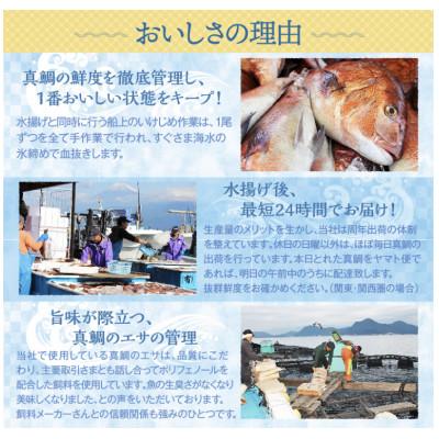 ふるさと納税 沼津市 沼津産 マダイの吊りひもの40袋