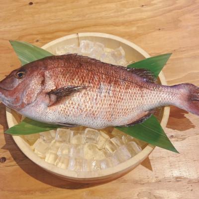 ふるさと納税 沼津市 沼津産　マダイのひもの20袋_1