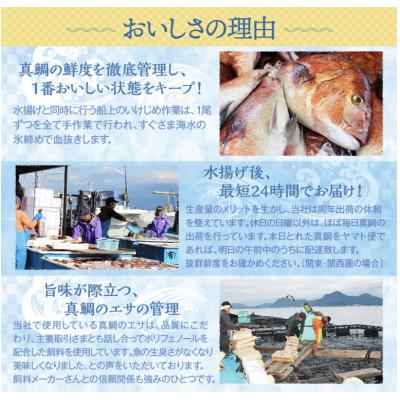 ふるさと納税 沼津市 沼津産　マダイのひもの20袋_3