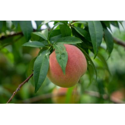 ふるさと納税 中野市 【2026年発送】フルーツ王国 長野県信州直送 白桃 約1.5kg(3〜7玉)の画像