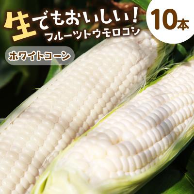 ふるさと納税 京丹後市 鮮度抜群!生でも食べられる高糖度!もぎたて フルーツトウモロコシ「ホワイトコーン」10本