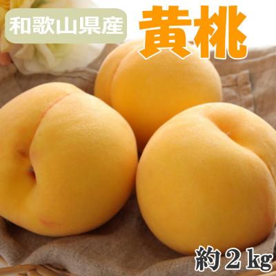 ふるさと納税 かつらぎ町 和歌山県産 黄桃(つきあかり、ゆめおうみ)約2kg(かつらぎ町)