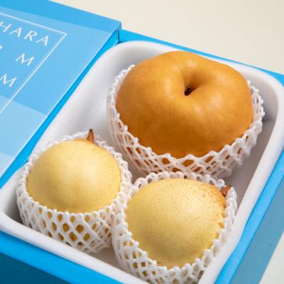 ふるさと納税 岡山市 [2025年発送]詰め合わせ2kg箱 横綱梨1玉(1〜1.4kg玉)・乙女梨2〜3玉(YO2-10)