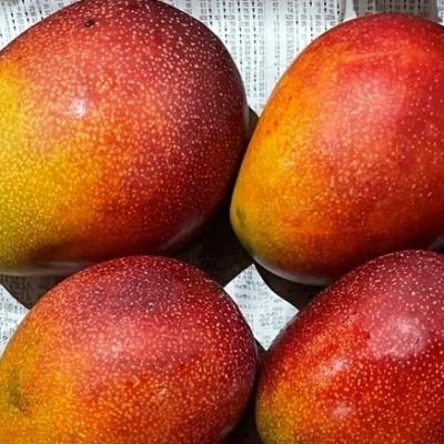 ふるさと納税 宮崎市 宮崎県産 訳あり完熟マンゴー 1.2kg(3〜4玉) 先行予約