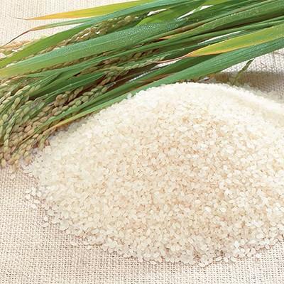 ふるさと納税 新見市 にいみ源流米 コシヒカリ 精米 5kg(5kg×1袋)