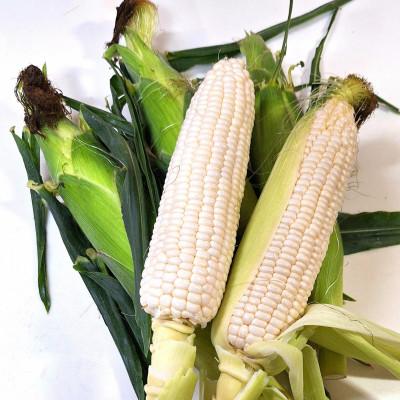 ふるさと納税 高松市 ご家庭用細物ホワイトコーン 約3.5kg