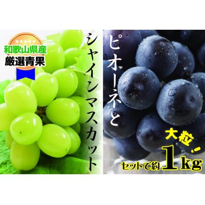 ふるさと納税 かつらぎ町 [大人気ぶどうセット約1kg入]シャイン&amp;ピオーネ★8月上旬から8月下旬発送★