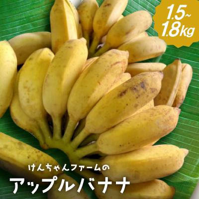 ふるさと納税 本部町 [2025年7〜12月発送予定]けんちゃんファームのアップルバナナ1.5kg〜1.8kg