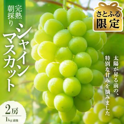 ふるさと納税 勝央町 【2026年発送】朝採り直送!さつきぶどう園