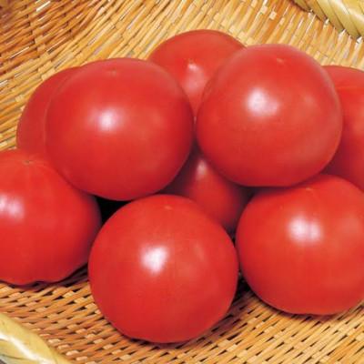 ふるさと納税 大子町 大玉トマト 3kg 県内共通返礼品:つくばみらい市