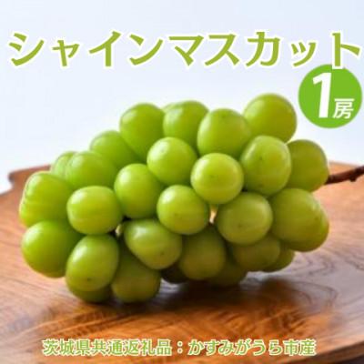 ふるさと納税 大子町 シャインマスカット 1房(茨城県共通返礼品:かすみがうら市)