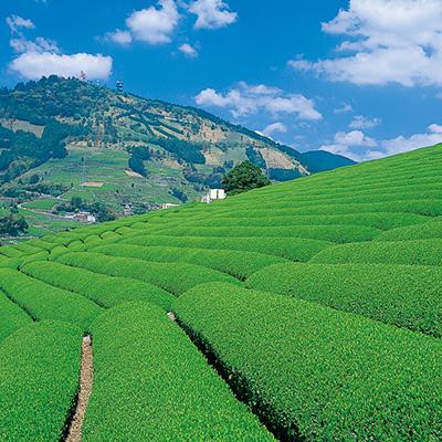 ふるさと納税 掛川市 現実農耕家督 静岡の茶草場農法 掛川茶深むし茶・茶師の誉100g袋(タトウ紙入)×3本