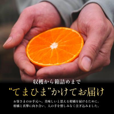 ふるさと納税 八幡浜市 【紅プリンセスと同品種】「甘平×まどんな