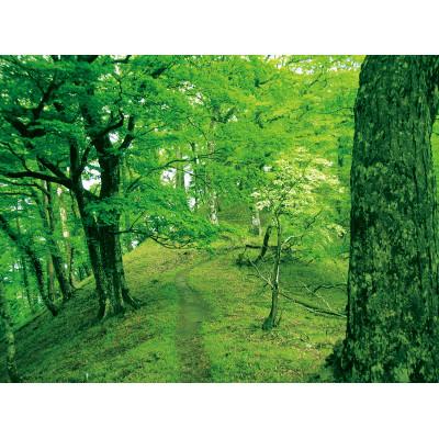 ふるさと納税 天川村 黒文字満喫セット