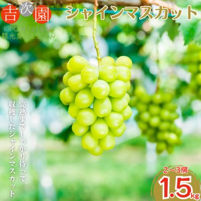 ふるさと納税 熊本市 先行予約!2026年7月下旬発送予定 シャインマスカット 約1.5kg(2〜3房)[吉次園]