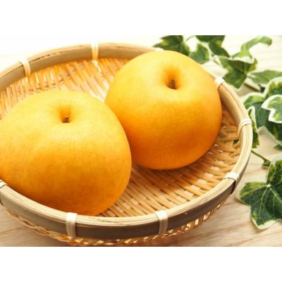 ふるさと納税 南島原市 シャリッと食感がたまらない!新高梨 5kg(玉数おまかせ)