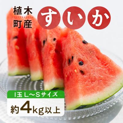 ふるさと納税 熊本市 すいか 1玉 約4kg(熊本市)