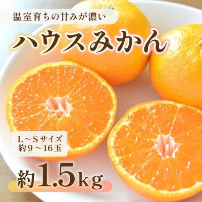 ふるさと納税 熊本市 ハウスみかん 約1.5kg(熊本市)