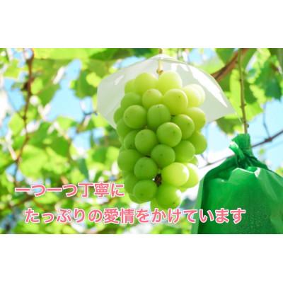 ふるさと納税 長野県 信州須坂産高級シャインマスカット 約1kg(2〜3房
