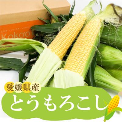 ふるさと納税 松山市 [6月下旬から発送予定]とうもろこし 8本