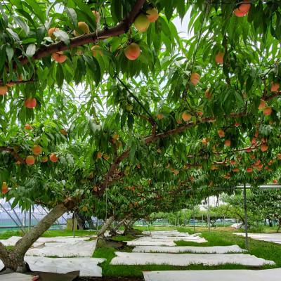 ふるさと納税 小山市 栃木県小山市産「桃」品種おまかせ 3kg
