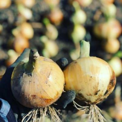 ふるさと納税 紀の川市 【訳あり】 農家さん直送 低農薬玉ねぎ 約10kg S〜2L混合【4月下旬〜7月中旬発送予定】の画像