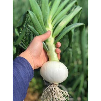 ふるさと納税 紀の川市 【訳あり】 農家さん直送 低農薬玉ねぎ 約10kg S〜2L混合【4月下旬〜7月中旬発送予定】の画像