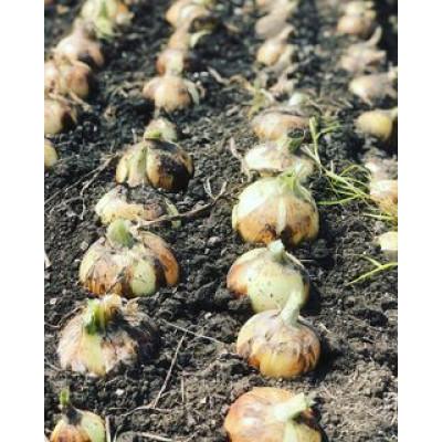 ふるさと納税 紀の川市 【訳あり】 農家さん直送 低農薬玉ねぎ 約4kg S〜2L混合【4月下旬〜7月中旬発送予定】の画像