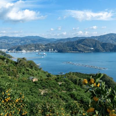 ふるさと納税 八幡浜市 【南国を感じさせる独特の香り】愛媛ポンカン 20kg【H20-70】_2