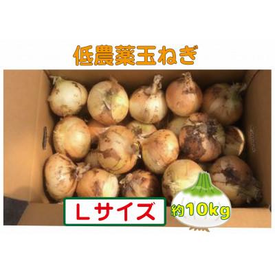 ふるさと納税 紀の川市 農家さん直送 低農薬玉ねぎ Lサイズ 約10kg [4月下旬〜7月中旬発送予定]