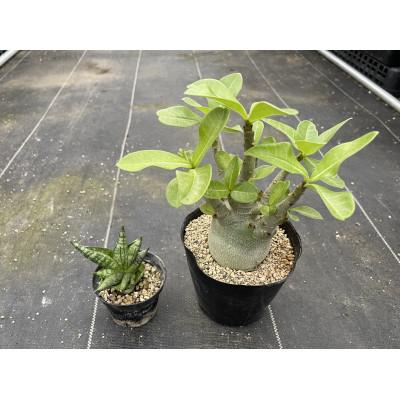 ふるさと納税 長与町 サンセベリア ボンセレンシスドワーフ\u0026アデニウム アラビカム 各1株 長与町/アグリューム