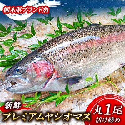 ふるさと納税 矢板市 [丸1尾]栃木県のブランド魚「プレミアムヤシオマス」◆新鮮◆活け締め◆鮮魚◆鱒