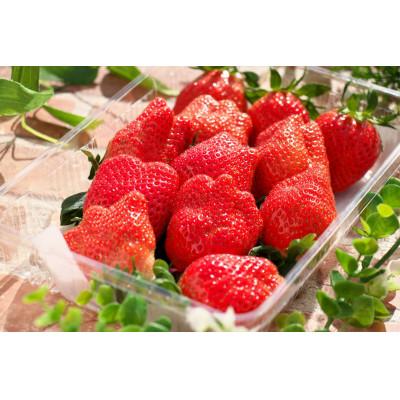 ふるさと納税 前橋市 4種類食べ比べパック 約500g×4パック それぞれ違う味、香り、旨み、甘さいちごのテーマパーク
