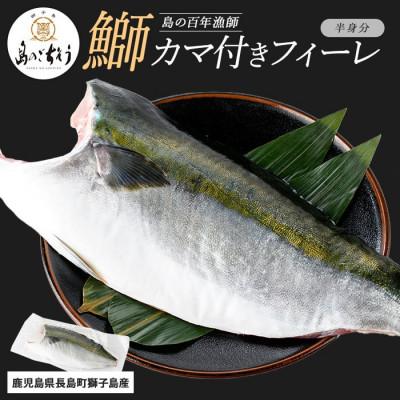 ふるさと納税 長島町 獅子島産 百年漁師の鰤 カマ付きフィーレ1パック(半身分)_gochi-7038R8