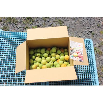 ふるさと納税 南部町 青森県南部町産 豊後梅 5kg