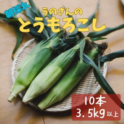 ふるさと納税 竹田市 [2026年7月下旬より発送]産地直送!生でも美味しい 朝採れスイートコーン 10本(約3.5kg)