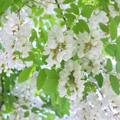 ふるさと納税 金沢市 金澤やまぎし養蜂場の大地のあかしあはちみつ2100gの画像