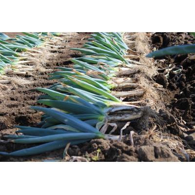 ふるさと納税 下仁田町 愛情込めて育てた下仁田葱食べ比べセット(M2本・L2本・LL3本)