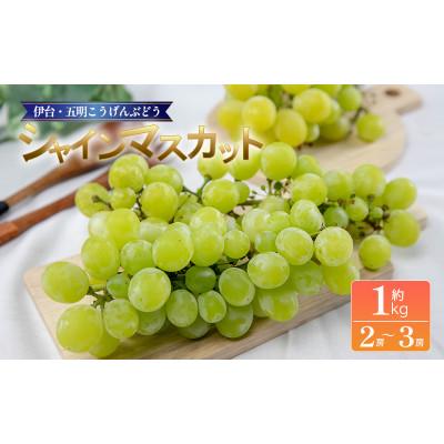 ふるさと納税 松山市 シャインマスカット約1kg 伊台五明こうげんぶどう