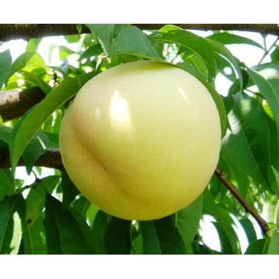 ふるさと納税 美咲町 2026年 岡山白桃(晩生)ロイヤル[1箱3玉]