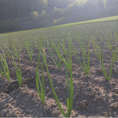 ふるさと納税 富良野市 【2026年10月以降発送】北海道 富良野産 玉ねぎ 約10kgの画像
