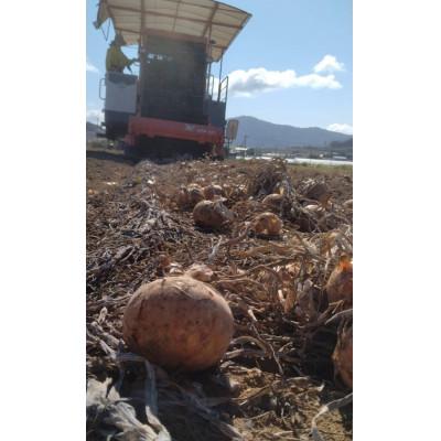 ふるさと納税 富良野市 【2026年10月以降発送】北海道 富良野産 玉ねぎ 約10kgの画像