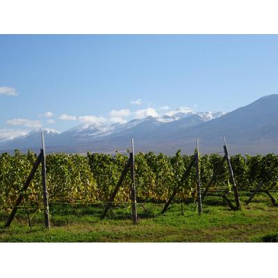 ふるさと納税 上富良野町 【野生酵母】辛口白ワイン3本 多田ワイナリー 無濾過_2