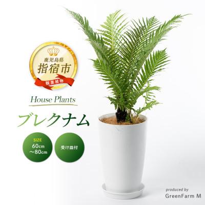 ふるさと納税 指宿市 [観葉植物]ブレクナム 60cm〜80cm(IB075-024)